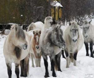 Puzzle Το άλογο Yakutian που κατάγονται από τη Σιβηρία